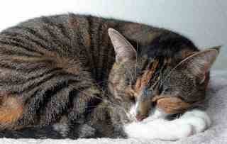 notre chat Mozes -