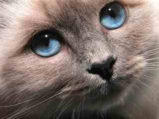 Holy Birman-Fa-Ying -
