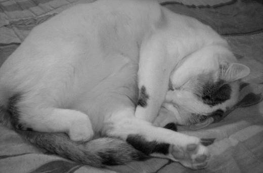 caline fait la sieste -