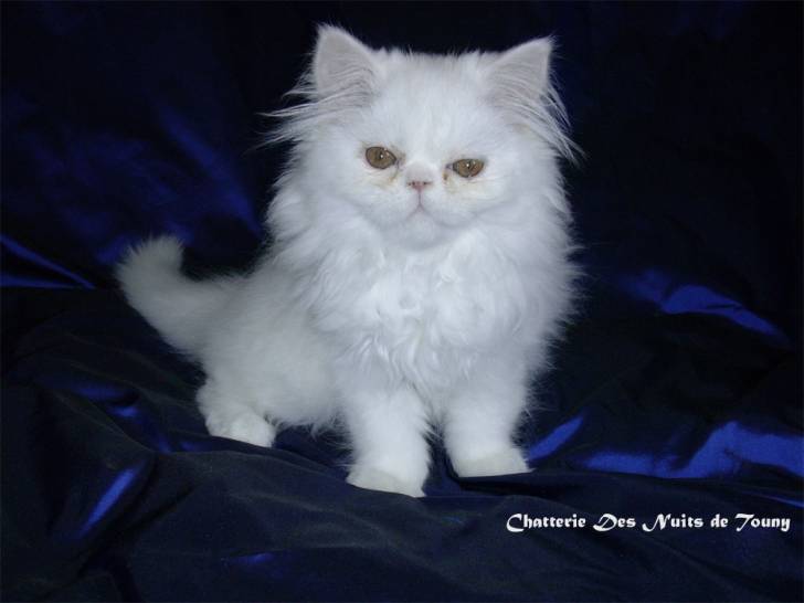 Amande 11 semaines -