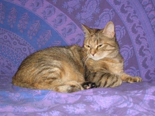 Attila -