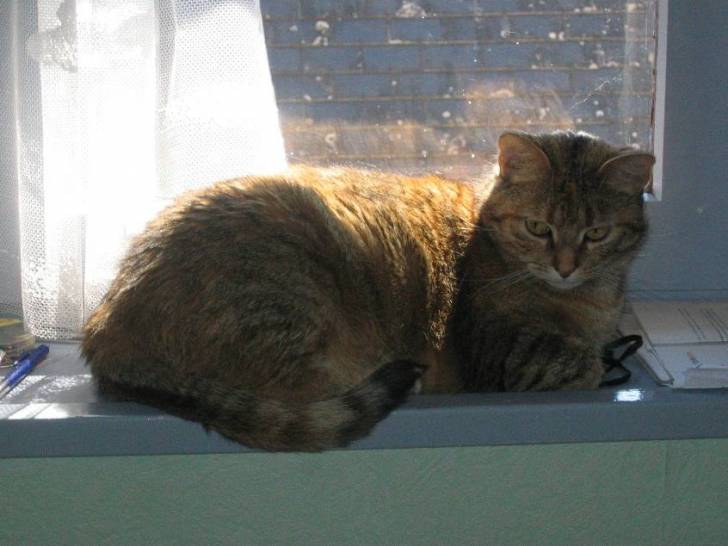 Attila -