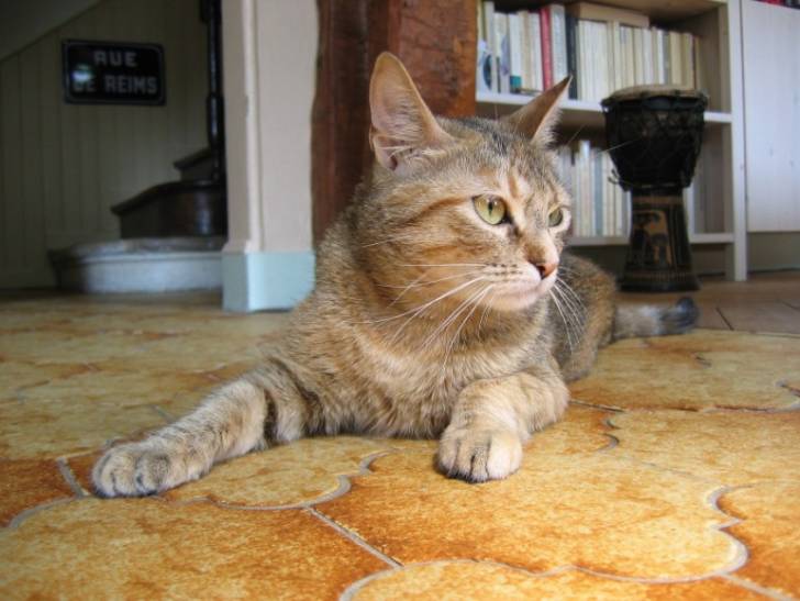 Attila -