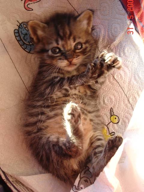 babou -