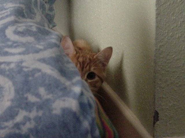 Noopnoop -