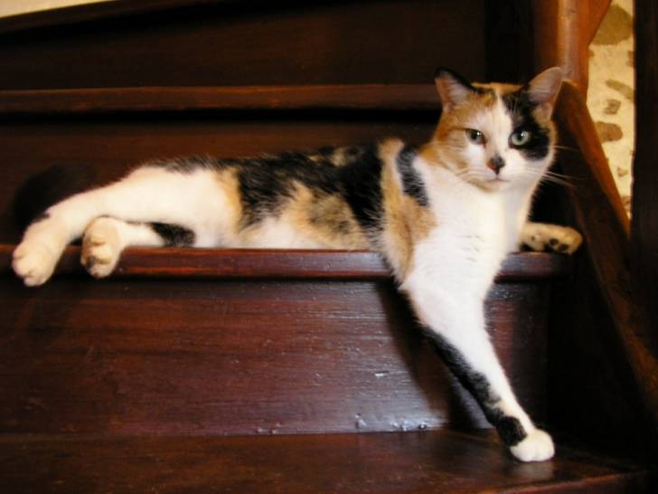 Mauricette en pause sur l'escalier -