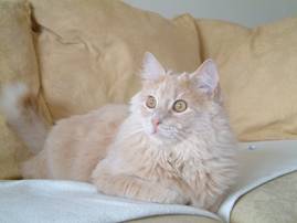 baloo -