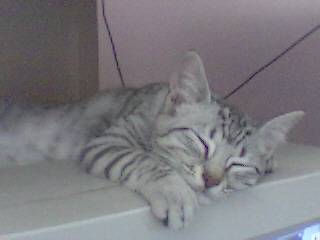 mon chaton caline au dessus de mon ordi -