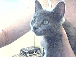 Sataïe (2 mois) -