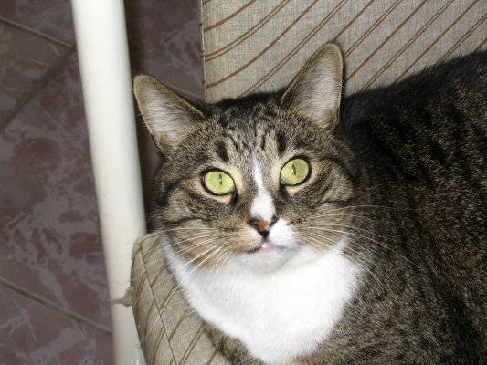 Ma grande amie Gripette -