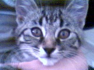 mon chaton dodiche -