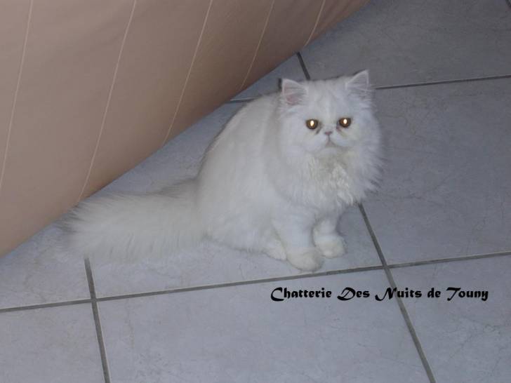 Amande -