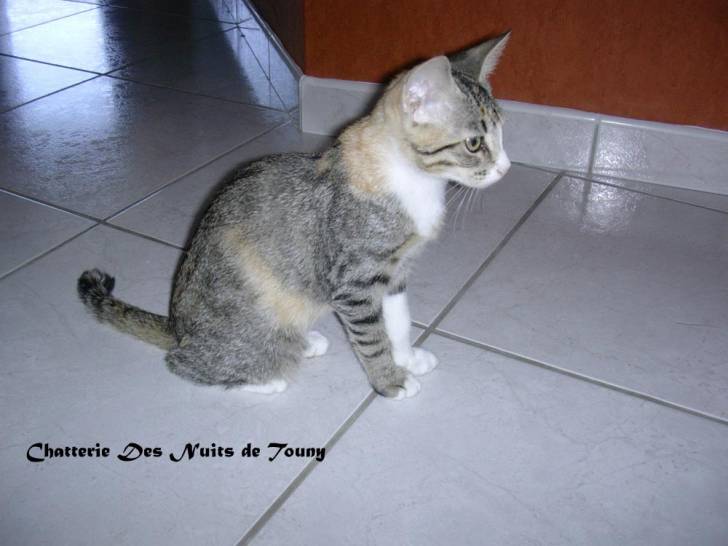 Myna -