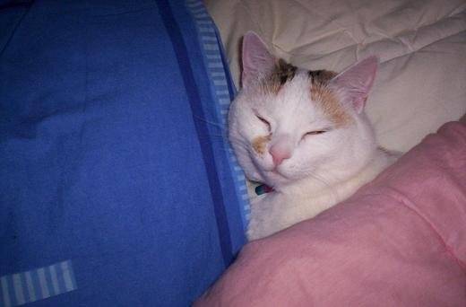 caline sous la couette -