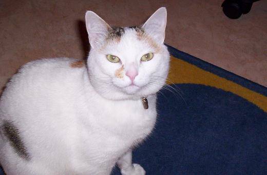 caline -
