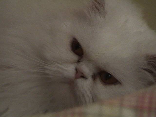 Gizmo -