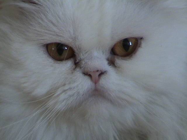 Gizmo -