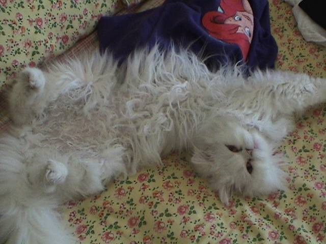 Gizmo dans une bizarre de position. -