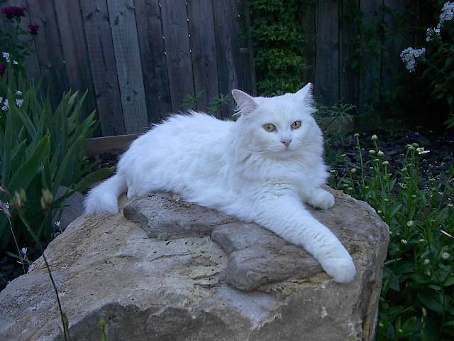 la belle Cotonnelle au.......repos. -