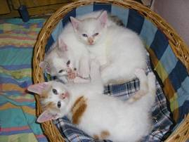 Les bébés de Perle -