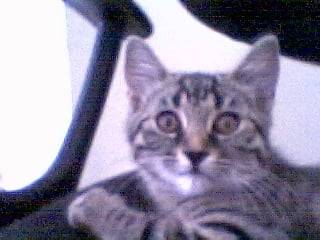 mon petit dodiche -