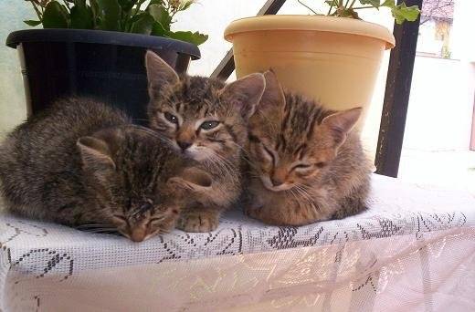 après le repas viens l'heure de la sieste -