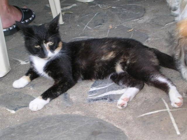 Kit-Kat -