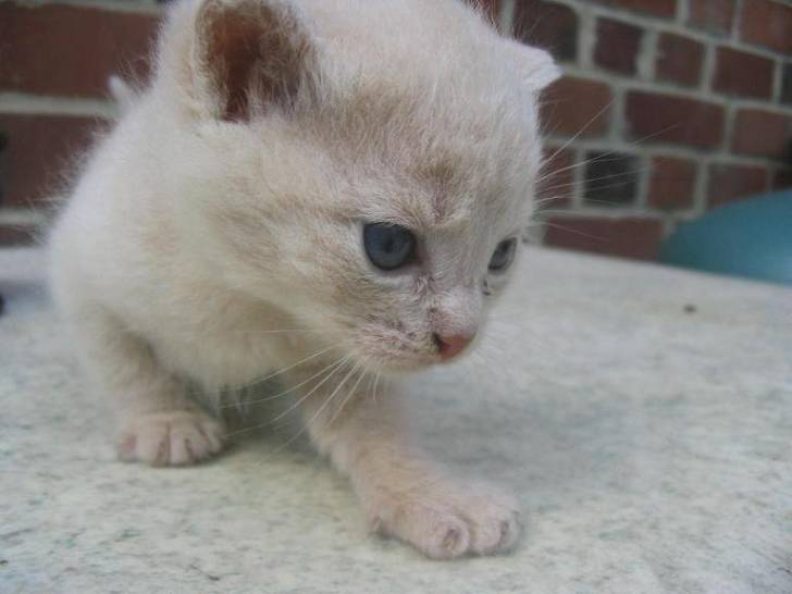mon bo piti chaton !! -