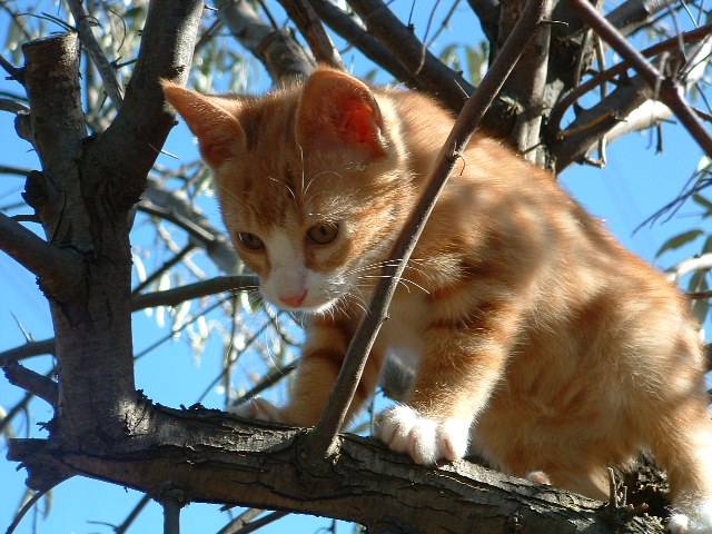 garfield chaton -