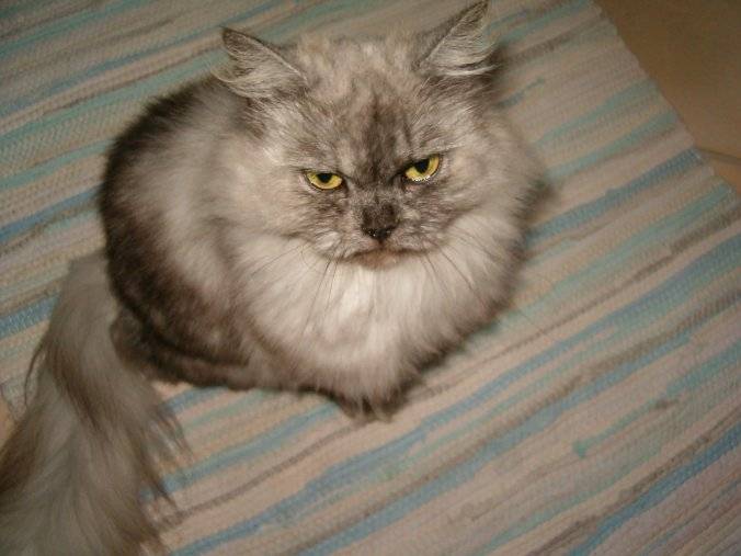 Prisca -