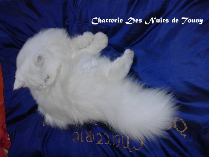 Amande 6 mois - (6 mois)