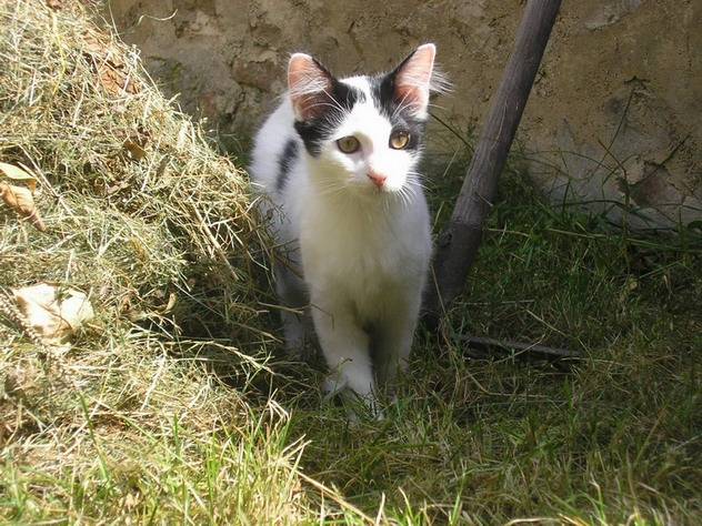 Jade inspecte les travaux du jardin -