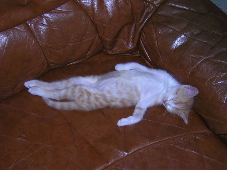 Grosse fatigue -