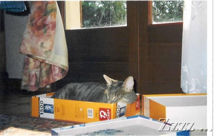Stimy -