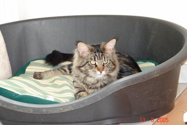 Vidock dans le panier de Strike -