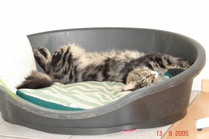 Vidock heureux dans le panier du chien!! -