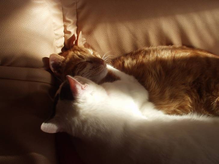bilou et sa soeur -