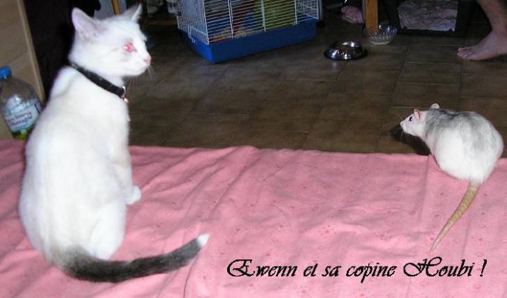Les deux amies -