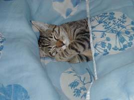 Looping chat nounours en hibernation ! -