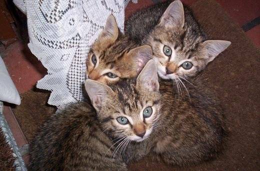 trio -