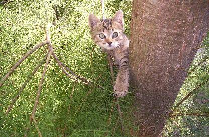 coucou -