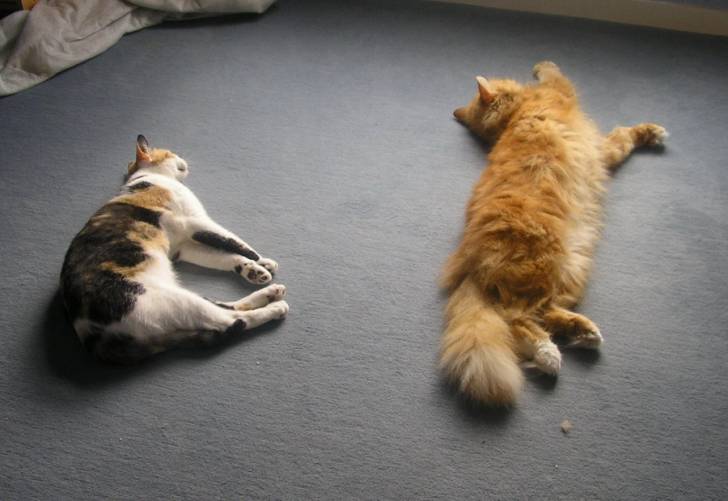 Une vie de chats -