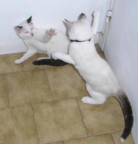 Fight ! -