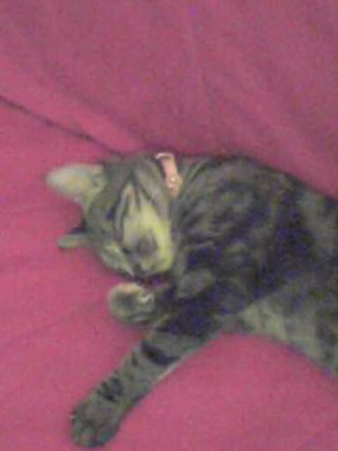 mitsy -