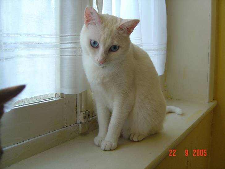 Noutka de retour -