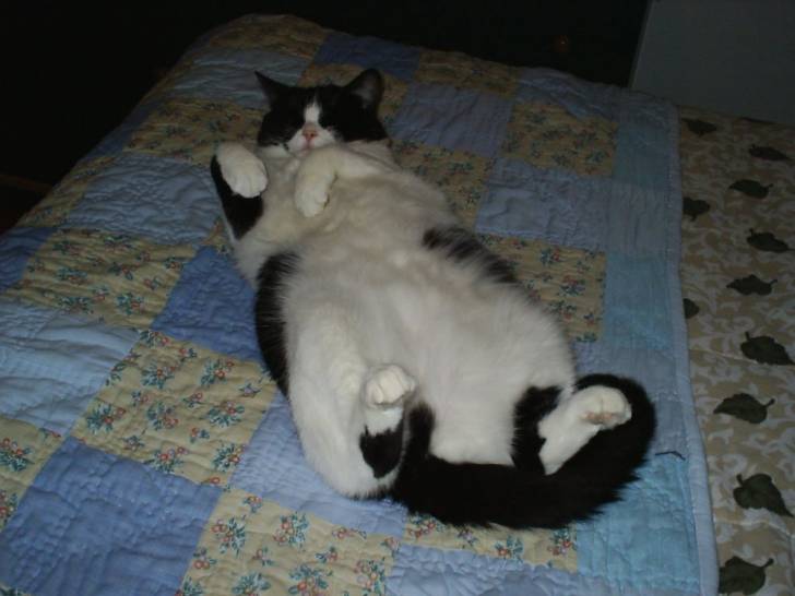 Mon chat poupette -
