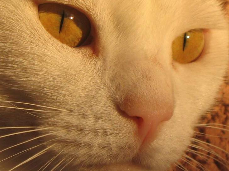 Amour de Lovely 2 -