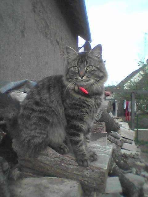 Mimi -