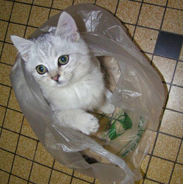 dans le sac -