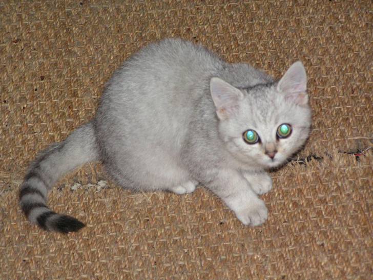 ti gris -